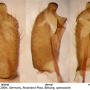 Pedicia (Amalopis) occulta : hypopygium