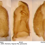 Pedicia (Amalopis) occulta : hypopygium