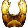 Pedicia (Amalopis) occulta : hypopygium