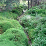 Pedicia (Amalopis) occulta : habitat