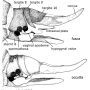 Pedicia (Amalopis) occulta : ovipositor