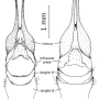Pedicia (Amalopis) occulta : ovipositor