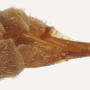 Pedicia (Amalopis) occulta : ovipositor