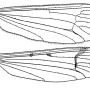 Pedicia (Amalopis) occulta : wing