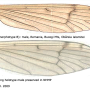 Pedicia (Amalopis) occulta : wing