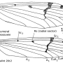 Pedicia (Amalopis) occulta : wing