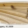 Pedicia (Amalopis) occulta : wing