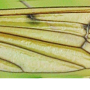 Pedicia (Amalopis) occulta : wing