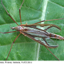 Pedicia (Pedicia) rivosa : habitus - female