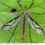 Pedicia (Pedicia) rivosa : habitus - female