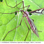 Pedicia (Pedicia) rivosa : habitus - female