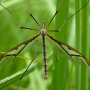 Pedicia (Pedicia) rivosa : habitus - male