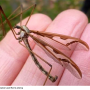 Pedicia (Pedicia) rivosa : habitus - male