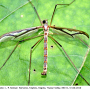 Pedicia (Pedicia) rivosa : habitus - male