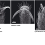 Pedicia (Pedicia) rivosa : body part(s) - claw