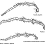 Pedicia (Pedicia) rivosa : body part(s) - head