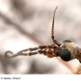Pedicia (Pedicia) rivosa : body part(s) - head and antenna