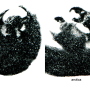 Pedicia (Pedicia) rivosa : hypopygium