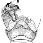 Pedicia (Pedicia) rivosa : hypopygium