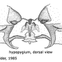 Pedicia (Pedicia) rivosa : hypopygium