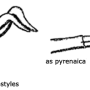 Pedicia (Pedicia) rivosa : hypopygium