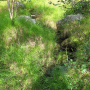 Pedicia (Pedicia) rivosa : habitat