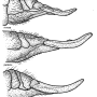 Pedicia (Pedicia) rivosa : ovipositor