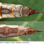 Pedicia (Pedicia) rivosa : ovipositor