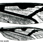 Pedicia (Pedicia) rivosa : wing