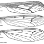 Pedicia (Pedicia) rivosa : wing