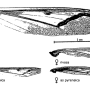 Pedicia (Pedicia) rivosa : wing