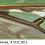 Pedicia (Pedicia) rivosa : wing