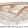 Pedicia (Pedicia) rivosa : wing