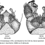Pedicia (Amalopis) seticauda : hypopygium