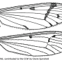 Pedicia (Amalopis) seticauda : wing