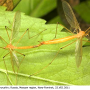 Pedicia (Crunobia) straminea : habitus - copula