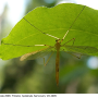 Pedicia (Crunobia) straminea : habitus - female