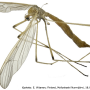 Pedicia (Crunobia) straminea : habitus - female