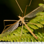 Pedicia (Crunobia) straminea : habitus - male