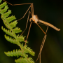 Pedicia (Crunobia) straminea : habitus - male