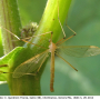 Pedicia (Crunobia) straminea : habitus - male