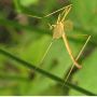 Pedicia (Crunobia) straminea : habitus - male