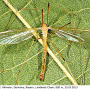Pedicia (Crunobia) straminea : habitus - male