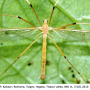 Pedicia (Crunobia) straminea : habitus - male