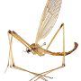 Pedicia (Crunobia) straminea : habitus - male