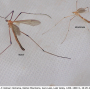 Pedicia (Crunobia) straminea : habitus - male