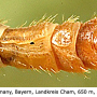 Pedicia (Crunobia) straminea : body part(s) - abdomen