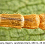 Pedicia (Crunobia) straminea : body part(s) - abdomen