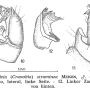 Pedicia (Crunobia) straminea : hypopygium