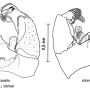 Pedicia (Crunobia) straminea : hypopygium